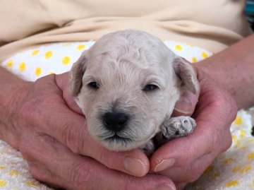 トイプードル(トイ)【長野県・女の子・2018年10月18日・ホワイト】の写真「すくすく育っています。」