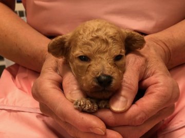 トイプードル(トイ)【長野県・男の子・2018年10月27日・アプリコット】の写真「すくすくと育っています。」