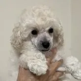 トイプードル(トイ)【長野県・男の子・2022年7月3日・ホワイト】の写真2「8/4 撮影」