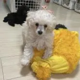 トイプードル(トイ)【長野県・男の子・2022年7月3日・ホワイト】の写真5「9/1 撮影」