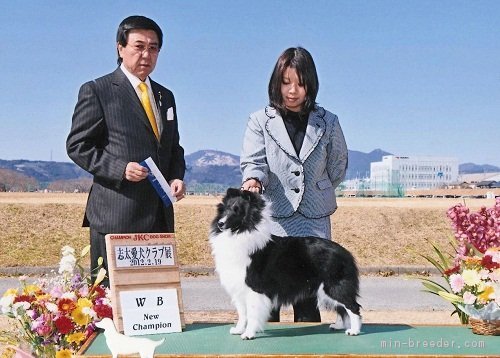 在籍犬JKCチャンピオンのバイブラック女の子です。｜大森　智代(おおもり　ちよ)ブリーダー(岡山県・シェットランドシープドッグ・JKC登録)の紹介写真1