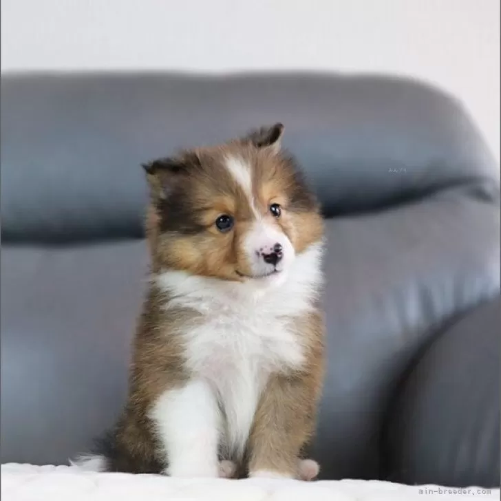 ID:2507-01924の子犬