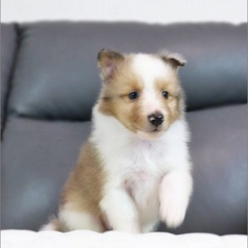 シェットランドシープドッグ【岡山県・男の子・2025年5月1日・セーブルマール】の写真「明るい性格の可愛い男の子♪」
