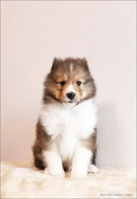 ID:2101-02559の子犬