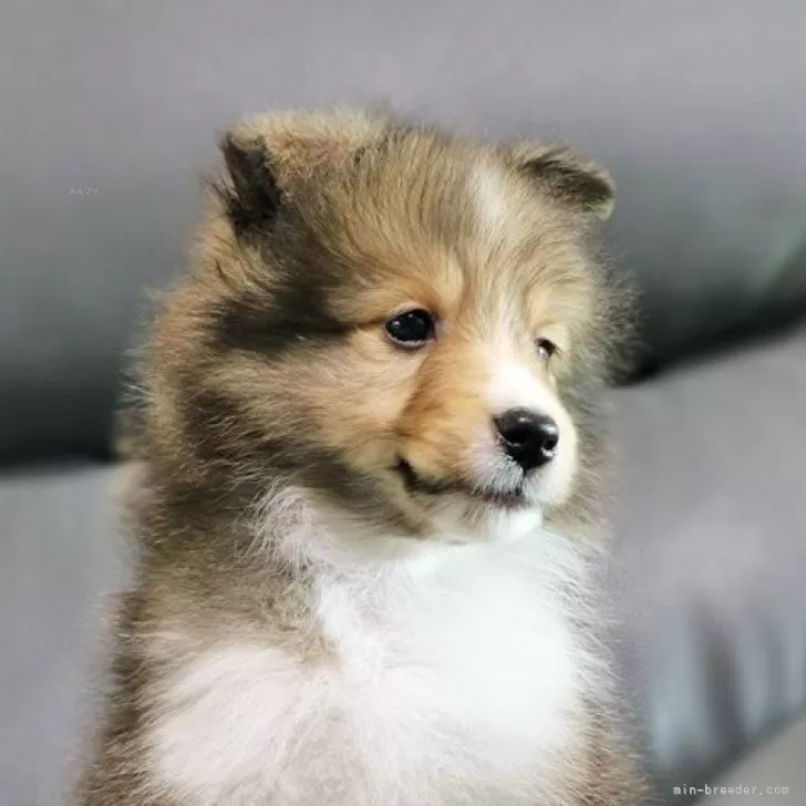 ID:2406-04558の子犬