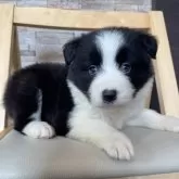 ボーダーコリー【青森県・女の子・2025年3月23日・ブラック&ホワイト】の写真10