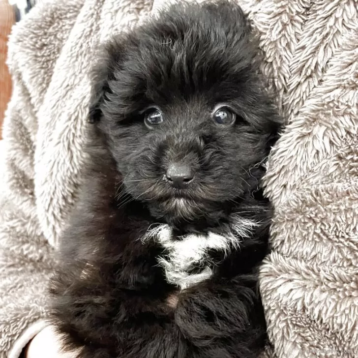 ID：2502-05131の子犬