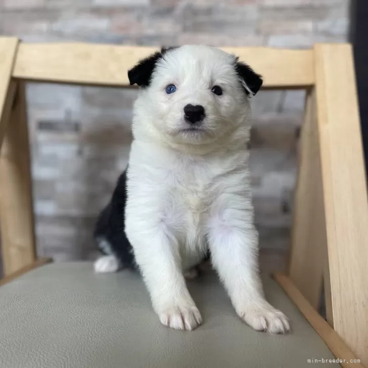 M.A 様のお迎えした子犬