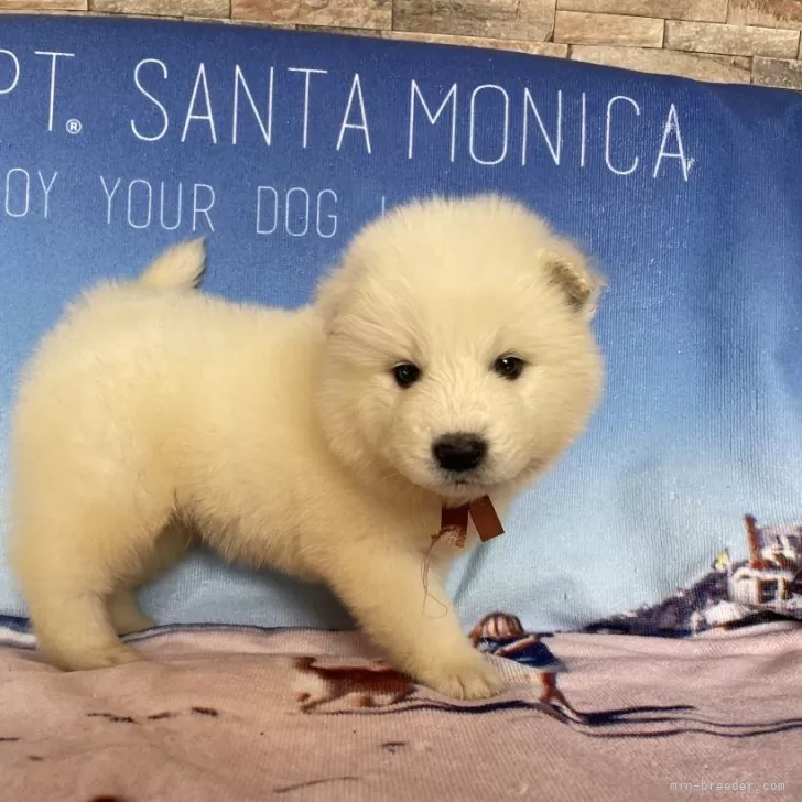 ID:2501-05382の子犬