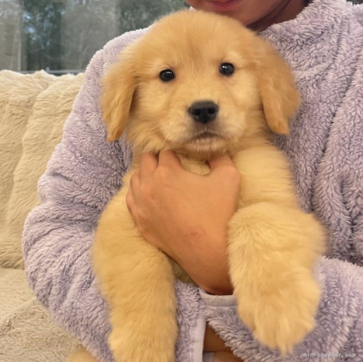 ブリーダー画像