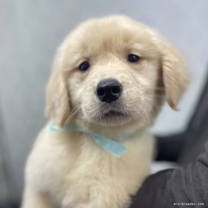 ID:2503-04935の子犬
