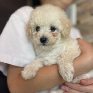 トイプードル(トイ)【青森県・女の子・2025年9月29日・ホワイト】の写真「成長が楽しみです✨」
