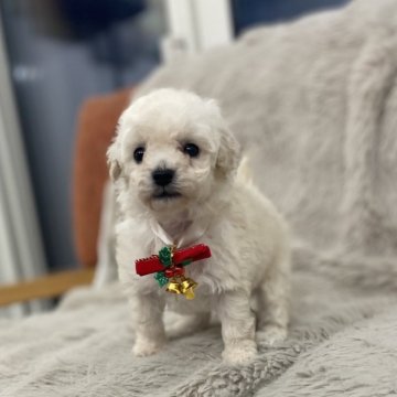 トイプードル(トイ)【青森県・女の子・2025年9月29日・ホワイト】の写真「成長が楽しみです✨」