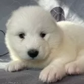 サモエド