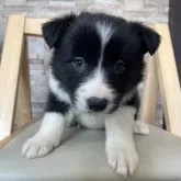 ボーダーコリー