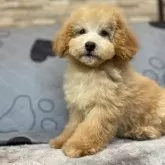 ミディアムプードル