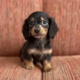 ミニチュアダックスフンド(ロング)【青森県・男の子・2025年1月17日・ブラック&タン】の写真1「とっても可愛らしいボクちゃんです🩷」