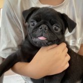 パグ