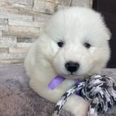 サモエド