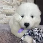 サモエド
