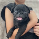 パグ