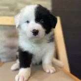 ボーダーコリー