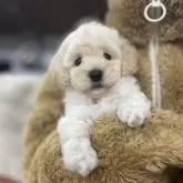 トイプードル(トイ)【青森県・女の子・2025年9月29日・ホワイト】の写真1「とっても可愛いく成長しております✨」