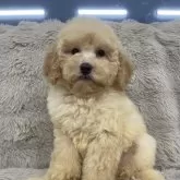 ミディアムプードル