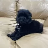 ミックス(シェットランドシープドッグ×プードル)【青森県・女の子・2025年2月4日・ブラック】の写真2「可愛らしくてたまらないです✨」