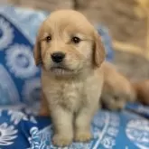 ゴールデンレトリバー【青森県・女の子・2025年8月19日・ゴールド】の写真3