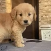 ゴールデンレトリバー【青森県・女の子・2025年8月19日・ゴールド】の写真4