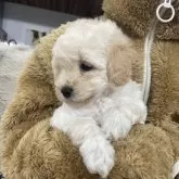 トイプードル(トイ)【青森県・女の子・2025年9月29日・ホワイト】の写真5