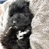 ミックス(シェットランドシープドッグ×プードル)【青森県・女の子・2025年2月4日・ブラック】の写真6