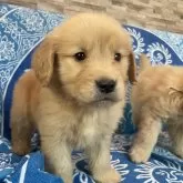 ゴールデンレトリバー【青森県・女の子・2025年8月19日・ゴールド】の写真6