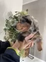 ミニチュアダックスフンド(ロング)【青森県・男の子・2025年1月17日・シルバーダップル】の写真7