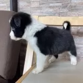 ボーダーコリー【青森県・女の子・2025年3月23日・ブラック&ホワイト】の写真8