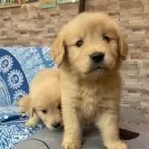 ゴールデンレトリバー【青森県・女の子・2025年8月19日・ゴールド】の写真9