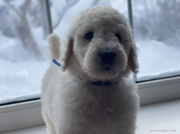 やえこ 様のお迎えした子犬