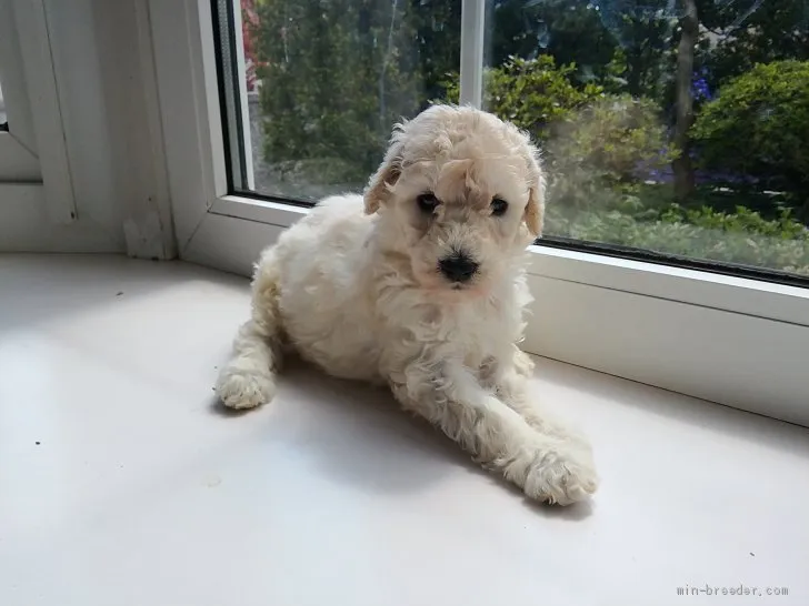 ID:1904-02393の子犬