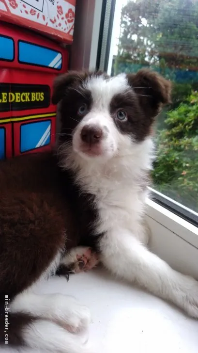 ID:2006-00235の子犬