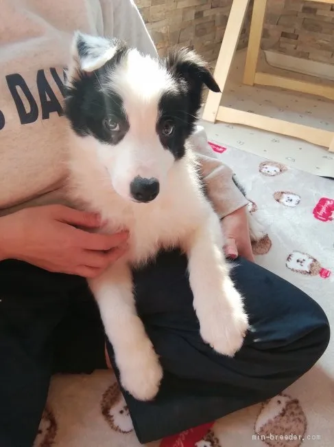 ID:2101-01534の子犬