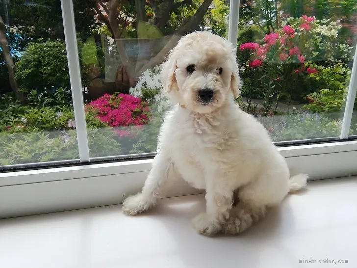 ID:1905-01579の子犬