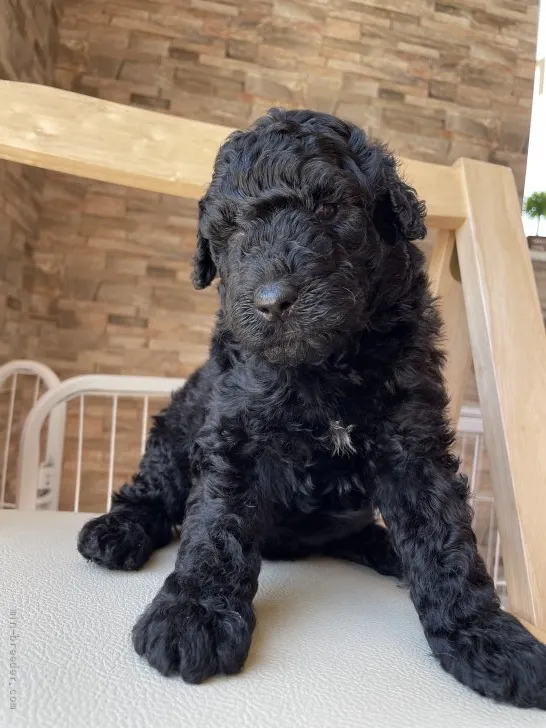 ID:2107-02600の子犬