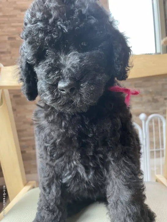 ID:2108-00249の子犬