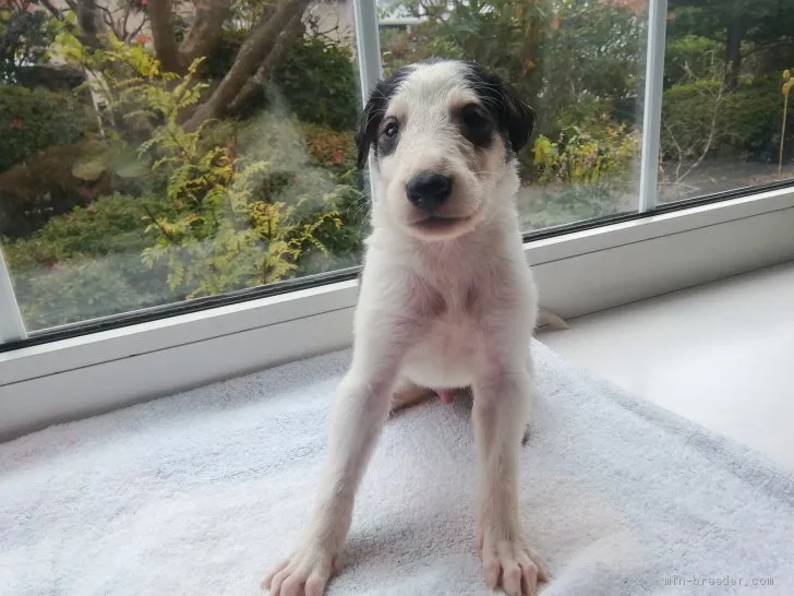 ID:2010-02949の子犬