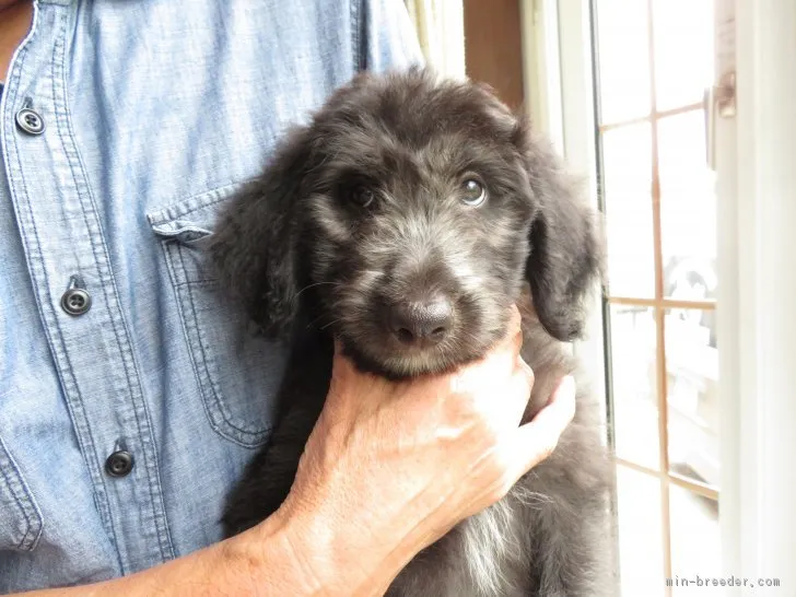 ID:1808-00794の子犬