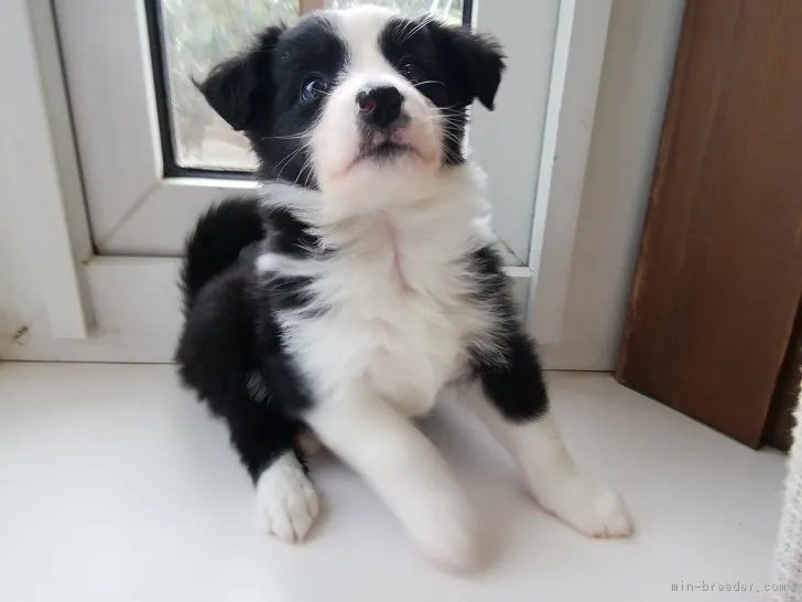 ID：1903-00407の子犬