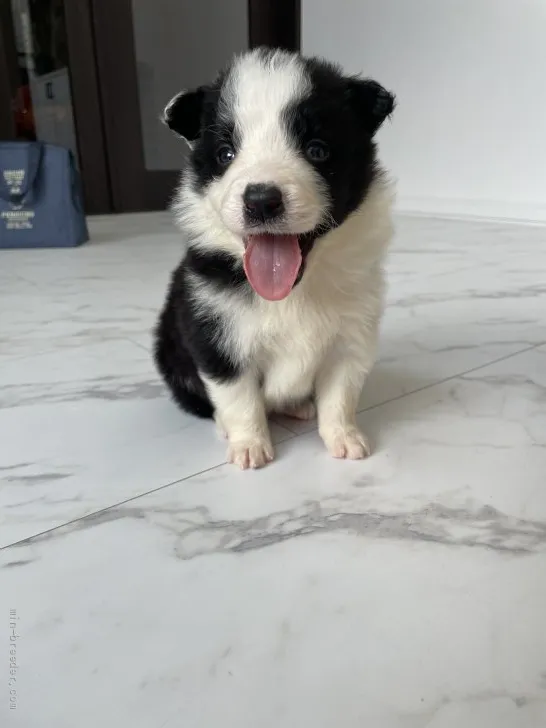 ID:2204-02413の子犬