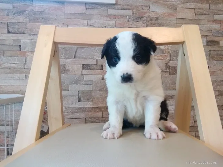 サリー 様のお迎えした子犬