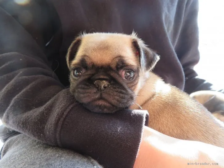 ID:1910-01057の子犬